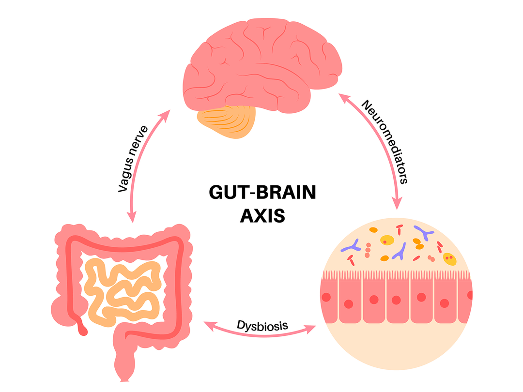 The Gut-Brain Axis: Why Your Mood Starts in Your Digestive System | ROOTFUL