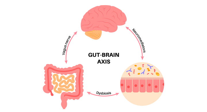 gut brain axis illustration