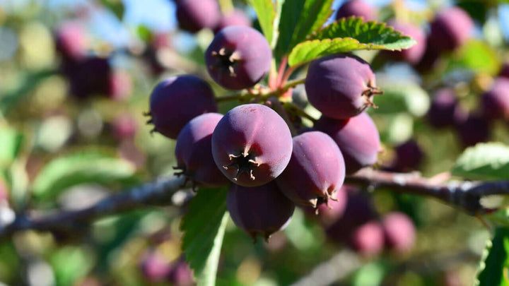 Fructe de aronia negre pe ramură, cel mai bogat fruct în antioxidanți, cultivat în România