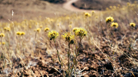 Grindelia Squarrosa: Planta din prerie cu acțiune antiinflamatoare multi-nivel